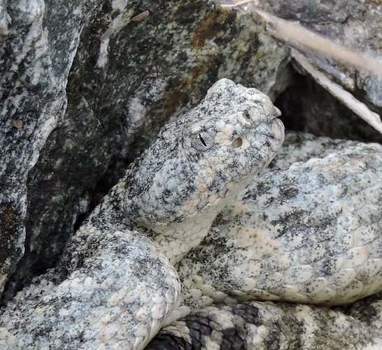 speckled