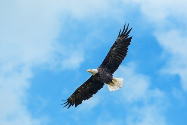 depositphotos_14373759-stock-photo-bald-eagle-in-flight